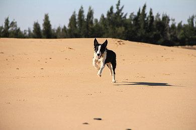 《猎人：荒野的召唤》全新的澳大利亚狩猎DLC将于6.20推出